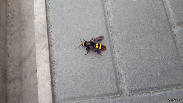 Уважаемые Энтомологи и любители природы,что это за зверь?