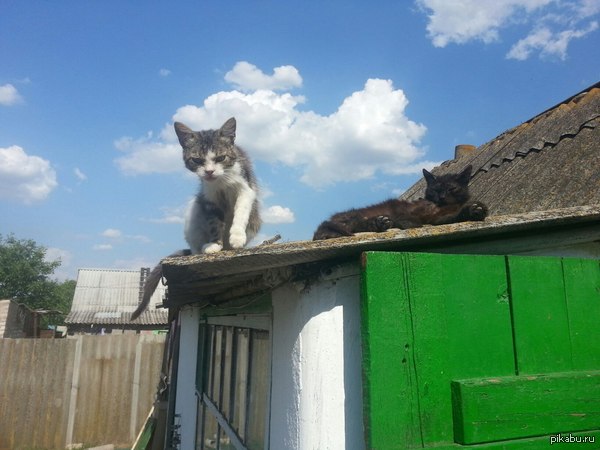 Котаны с района