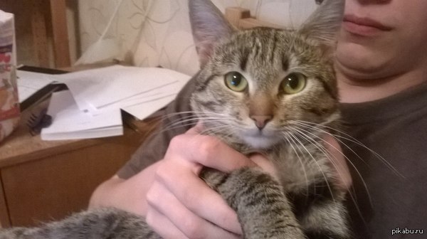 The cat is looking for a shelter for 1.5 months. - My, cat, Overexposure, Request, Help