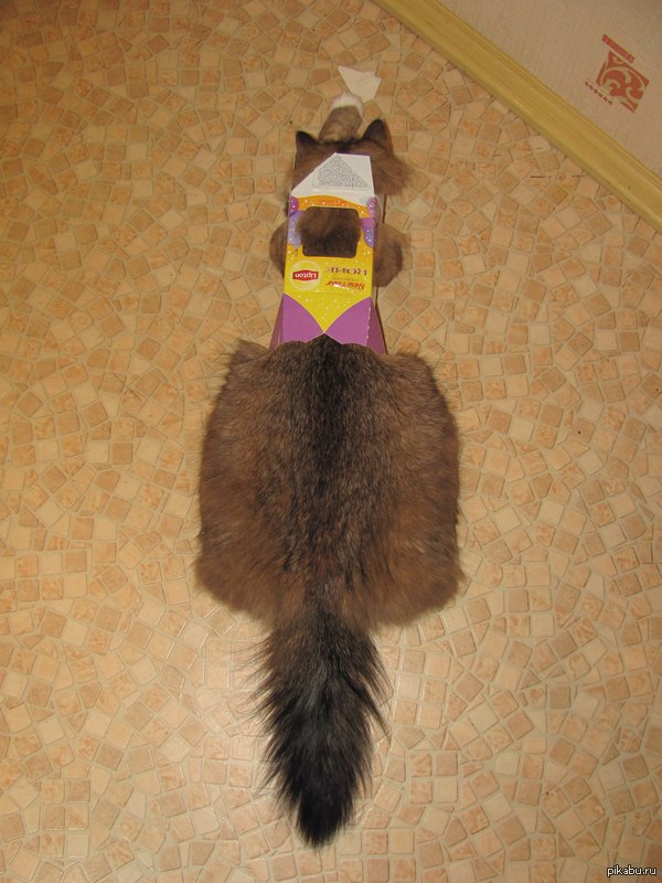   : &quot;,    &quot;...