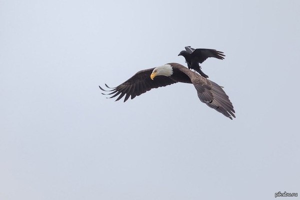 Ворон оседлал орла