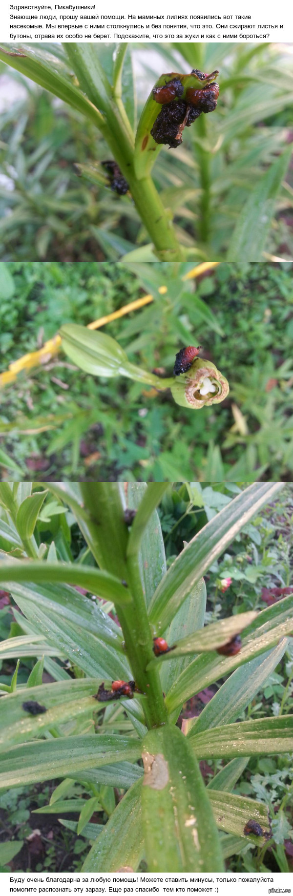 Что это за насекомые?