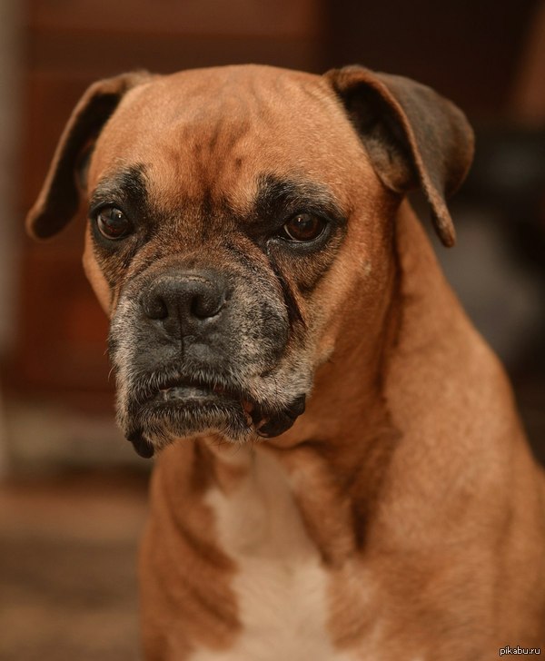 ��� �������