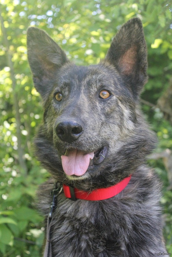 Потерялся пёс! в Перово! помогите найти! Пожалуйста! 8-926-530-23-22 Тигровая овчарка с чёрной спинкой и белыми носочками на лапках!Помогите