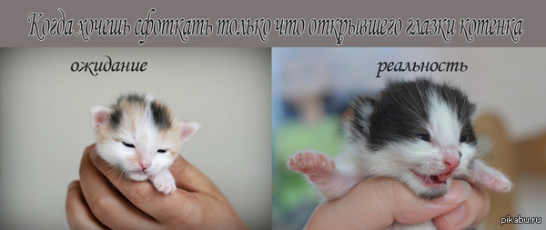 Когда хочешь сфотографировать котенка.