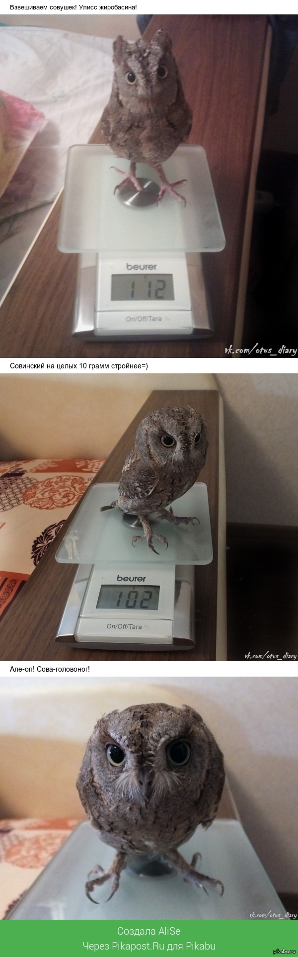 Взвесила совушек