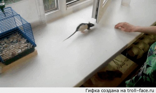   ,       . 