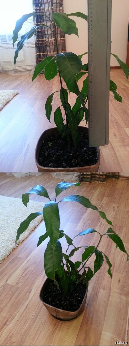  ,   ,   . , .   <a href="http://pikabu.ru/story/sibir_v_gorshke_3229252">http://pikabu.ru/story/_3229252</a>