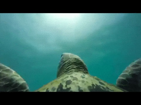   GoPro. 