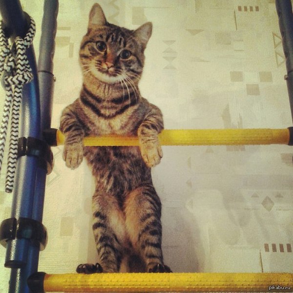 ���� ����� �������