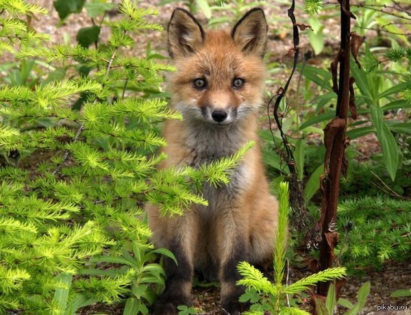 А теперь играем в прятки