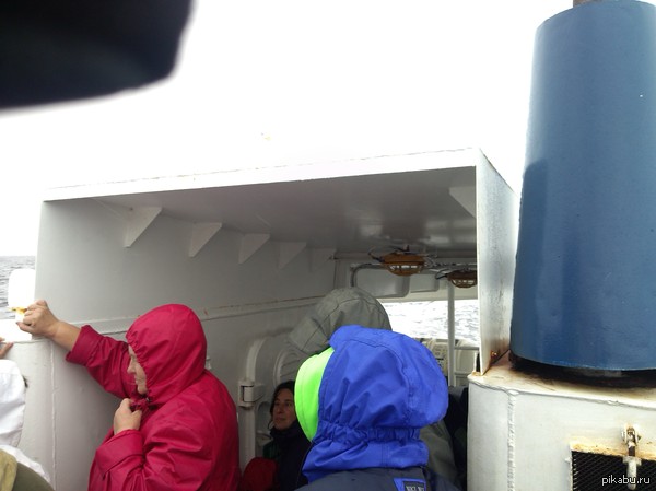 Найди чайку!)