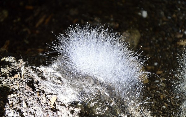 ������ ������   ��������