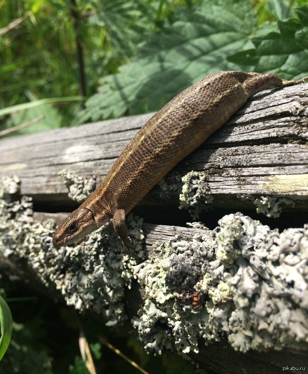 Лесная красавица. | Пикабу