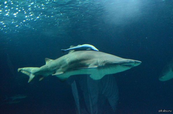 Как я себя чувствую, когда мой комментарий набирает много плюсов под темой в горячем.