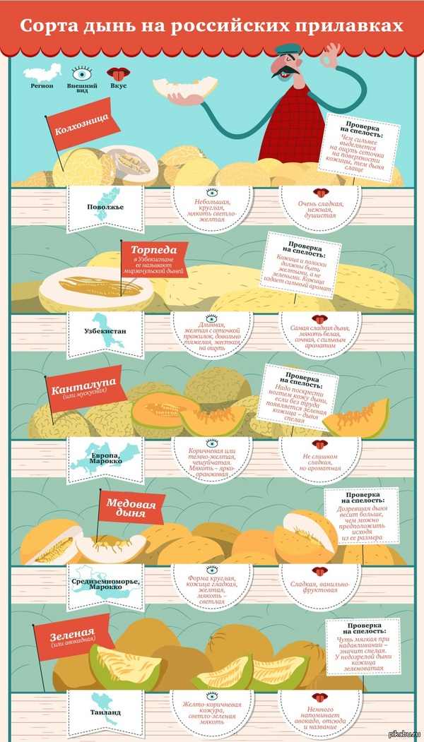 Сорта дынь на российских прилавках