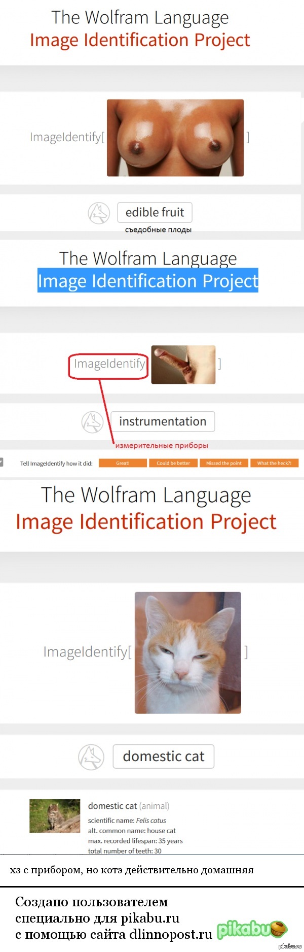 image recognition system + translate google - NSFW, cat, Measuring instruments, Esculent