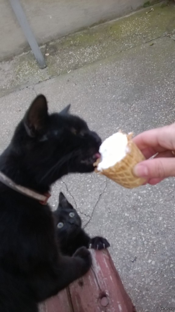 То самое чувство, когда друг ест вкусняшки, а с тобой не делится