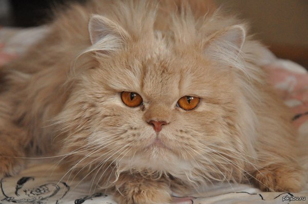 �������� ���