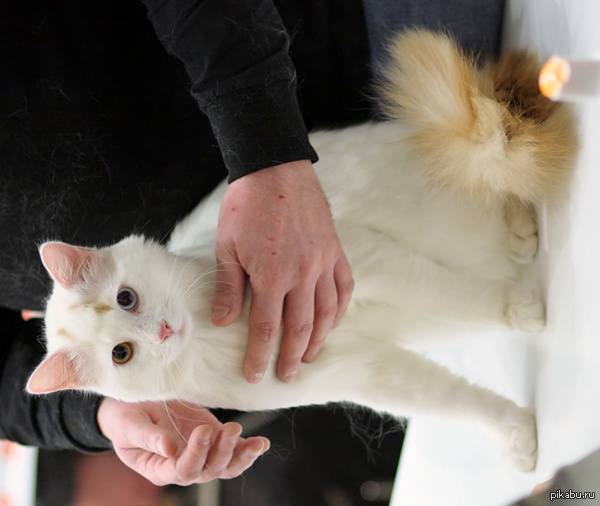 Ну всё, с..., ты огребаешь