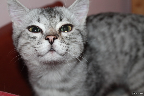 � ��� � ��� ����������� ����p�)