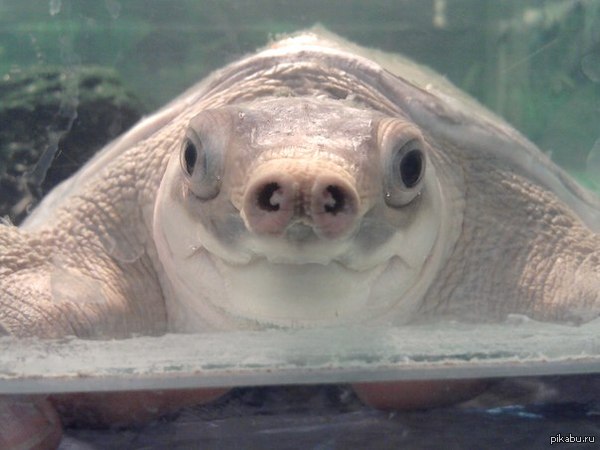 Носатая черепаха: истории из жизни, советы, новости, юмор и картинки — Все  посты | Пикабу