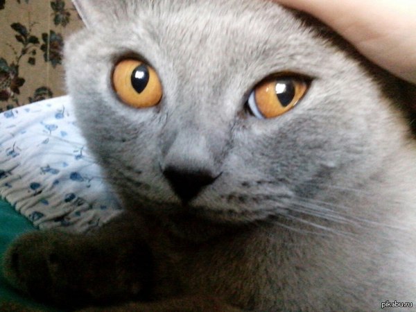 Раз такое дело , вот моя кошка