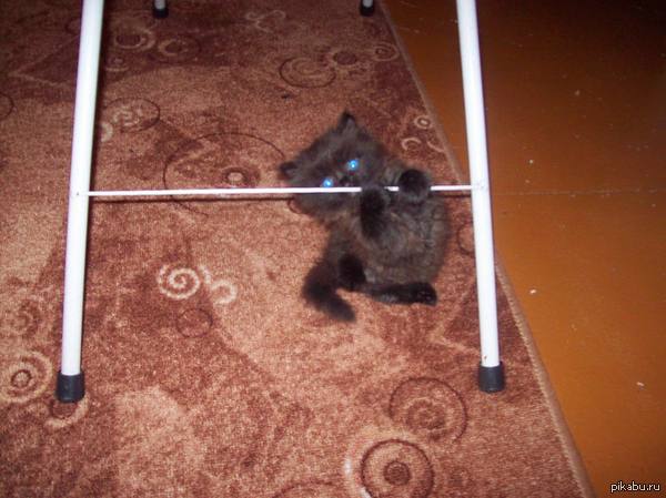 ��� �������