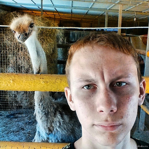 То чуство, когда у страуса лицо получается лучше, чем у тебя