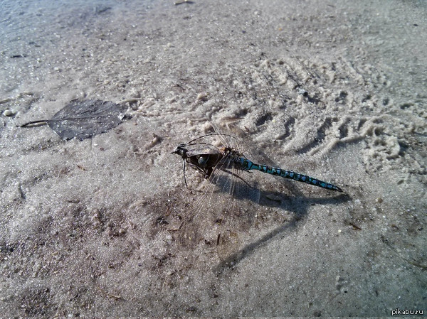 "������ ��� ������"