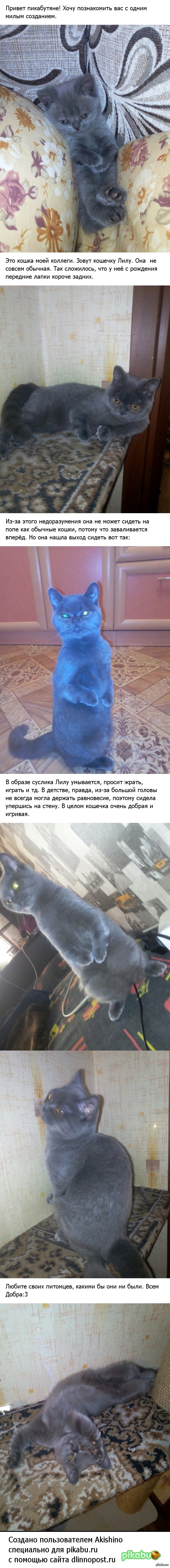 Необычная кошка.