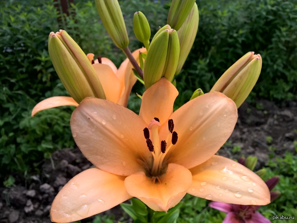 Фото, сделанное на Nokia Lumia 930