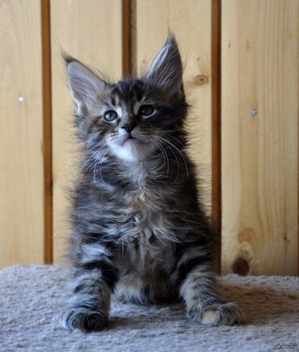 ������� �������...