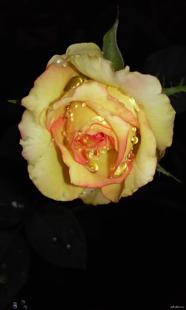 У Мамы талант