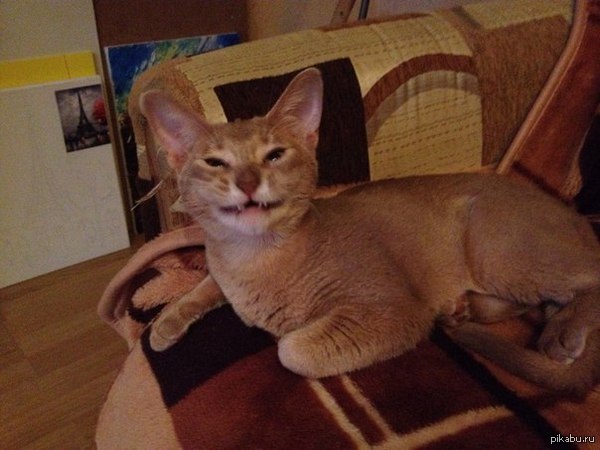 Smiling cat - My, Cunning, Abyssinian cat, Hungry host