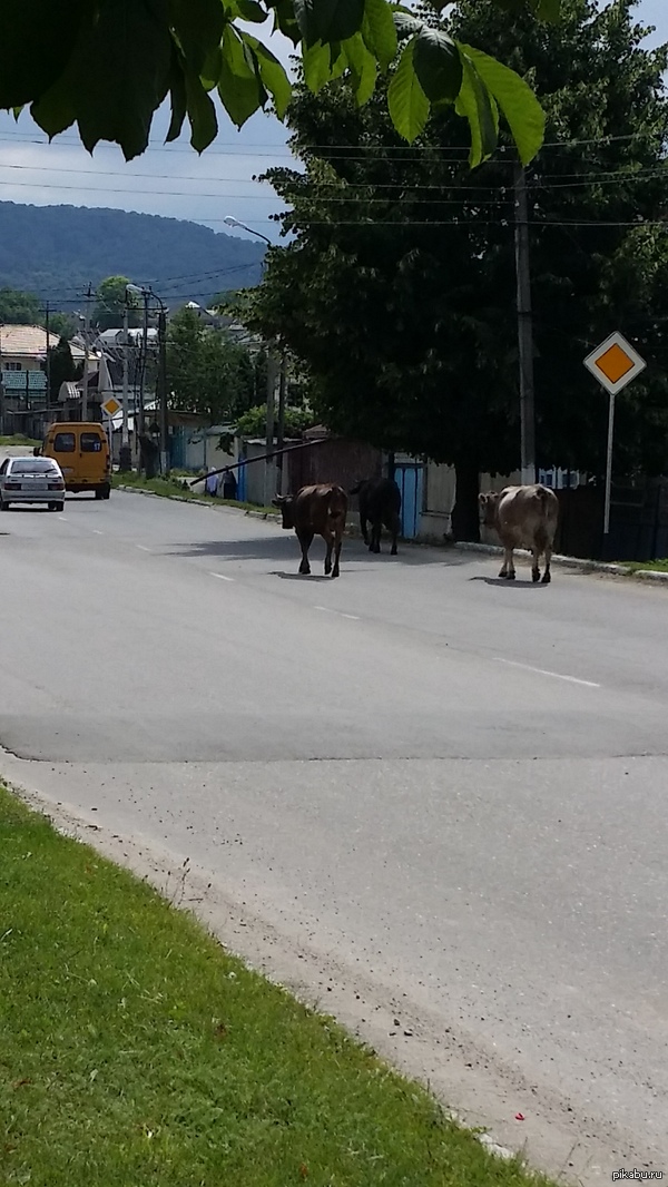 Побег из коровника