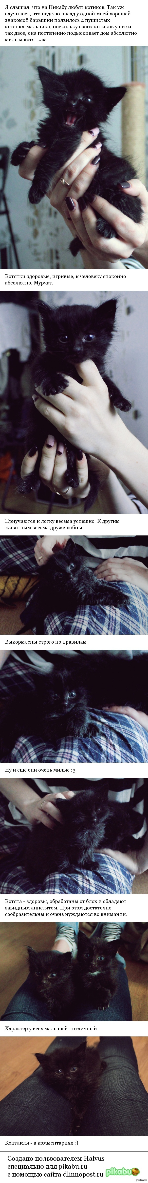 В Санкт-Петербурге милые котики ищут новый дом.