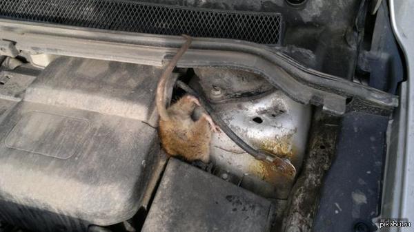 Рули в масле, оппа в мыле.....