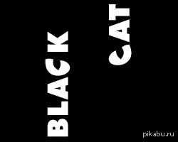 здесь был кот