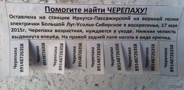 Пропала черепаха!!!!!!!!!!!!!