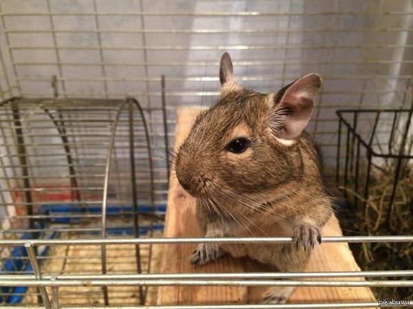 Degus love to pose too - My, Degu, Milota