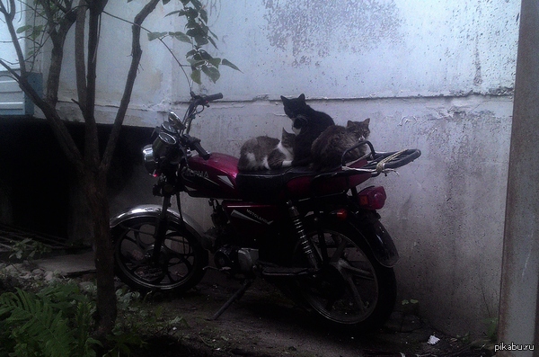 �������� �� ���������