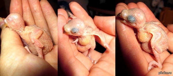 Вот такое чудо у меня вылупилось)