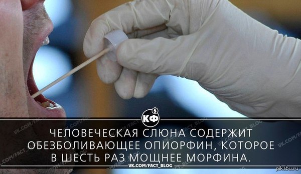 факт!