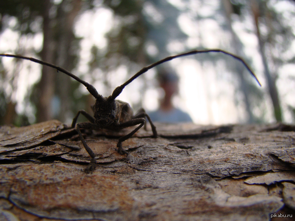 All beetle, pickups! - Nature, Жуки, Novosibirsk region