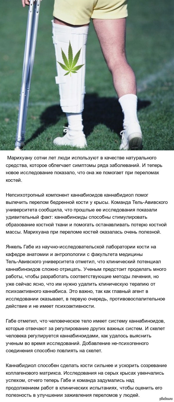 Каннабидиол помогает при лечении переломов. | Пикабу