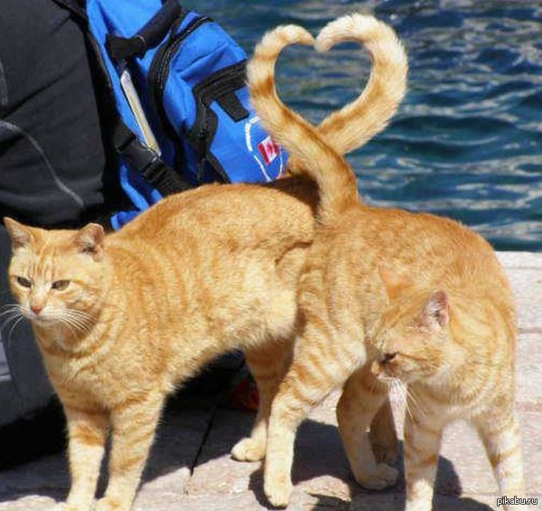 Братья наши меньшие. Они всегда вызывают улыбку на лице. Добрая и трогательная история о любви и верности может быть у наших животных.