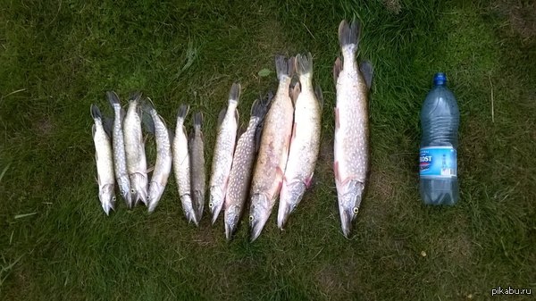 ��������� ����