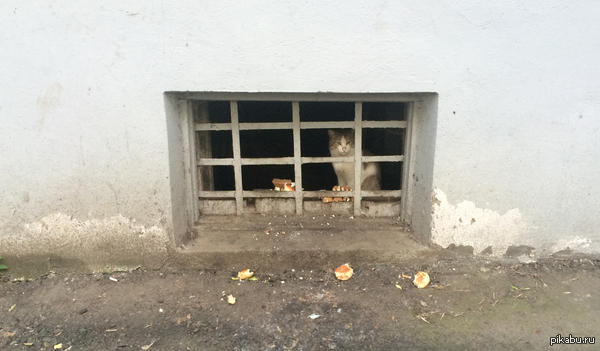 Когда можешь сбежать, но и тут неплохо кормят!)