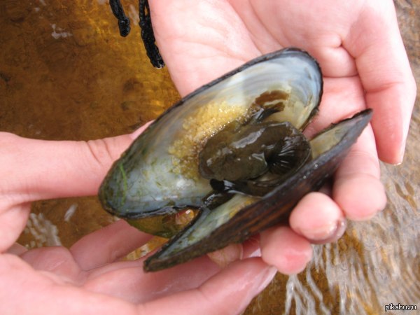 �����,��� �����. �����������, �����. �����,����� �������, �������� �����,��� ��� ���������� ��������)